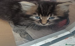 British Shorthair cats for sale: Cute Adorable baby kittens!!!  - Image 2