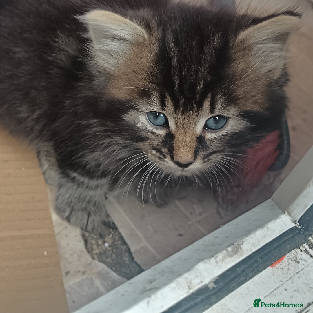 British Shorthair cats for sale: Cute Adorable baby kittens!!!  - Image 2