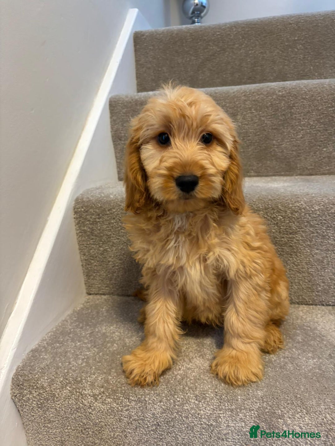 Cockapoo dogs for sale: Cockapoo puppies ready now  - Image 6