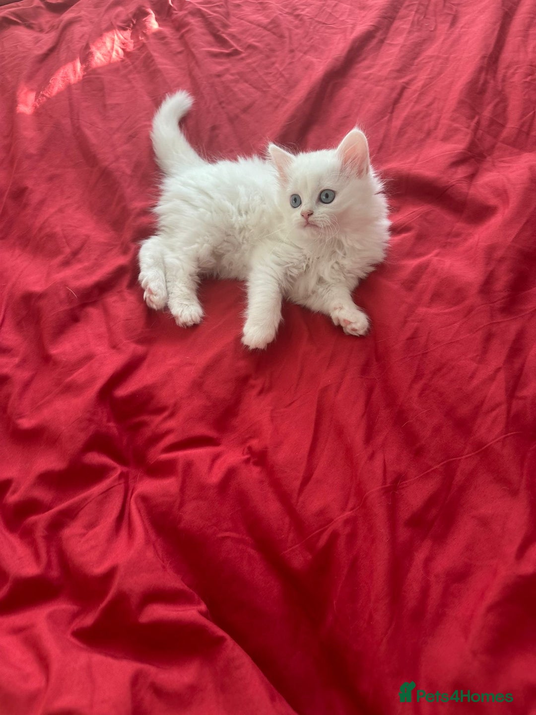 Mixed Breed cats for sale: 4 beautiful kitten - Image 6