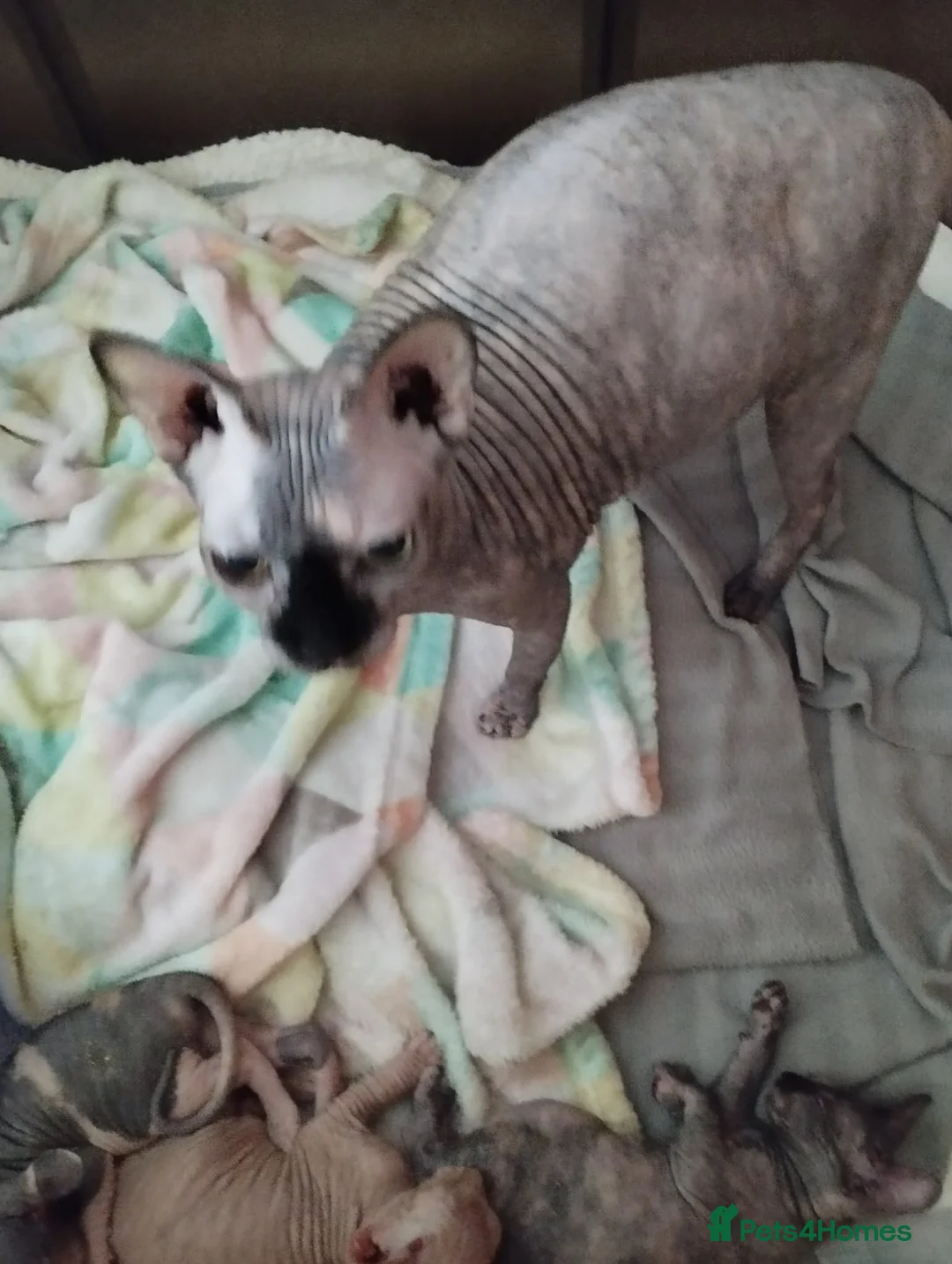 Sphynx cats for sale: Beautiful kittens - Advert 2