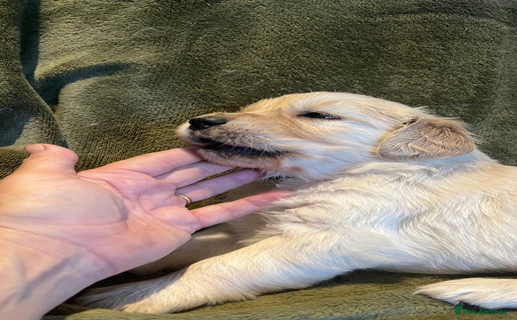 Golden Retriever dogs - Advert 1