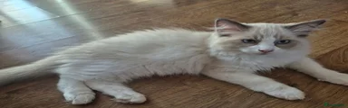 Elvis