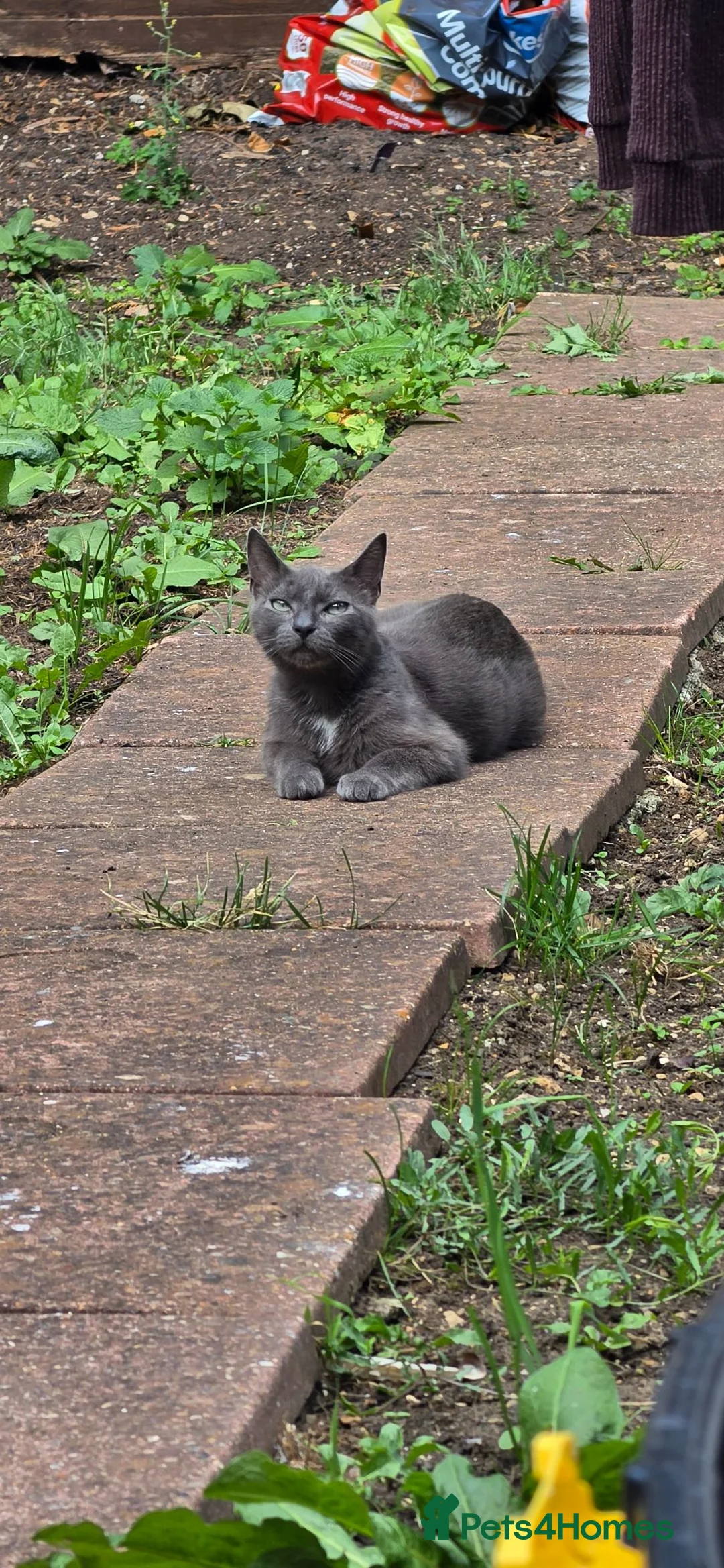 Mixed Breed cats for sale: Maine coon kittens available - Advert 11