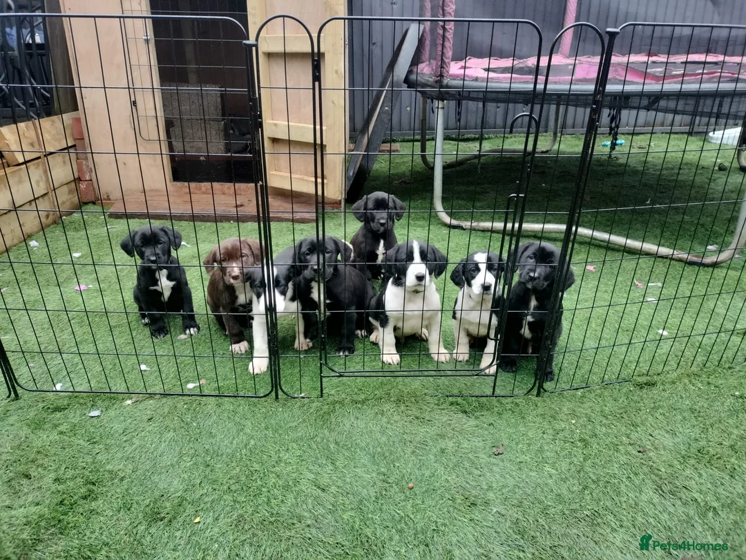 Mixed Breed dogs for sale: Cocker Spaniel x Border Collie Pups in Edgware - Advert 2