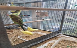Budgerigars birds for sale: Beautiful baby budgies  - Image 5