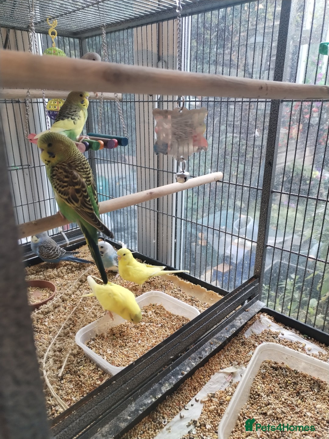 Budgerigars birds for sale: Beautiful baby budgies  - Image 5