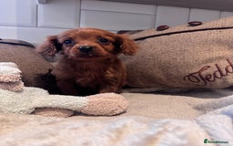 Cavapoo dogs for sale: STANLEY 🎀 - Image 2