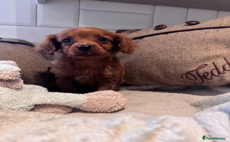 Cavapoo dogs - Advert 3