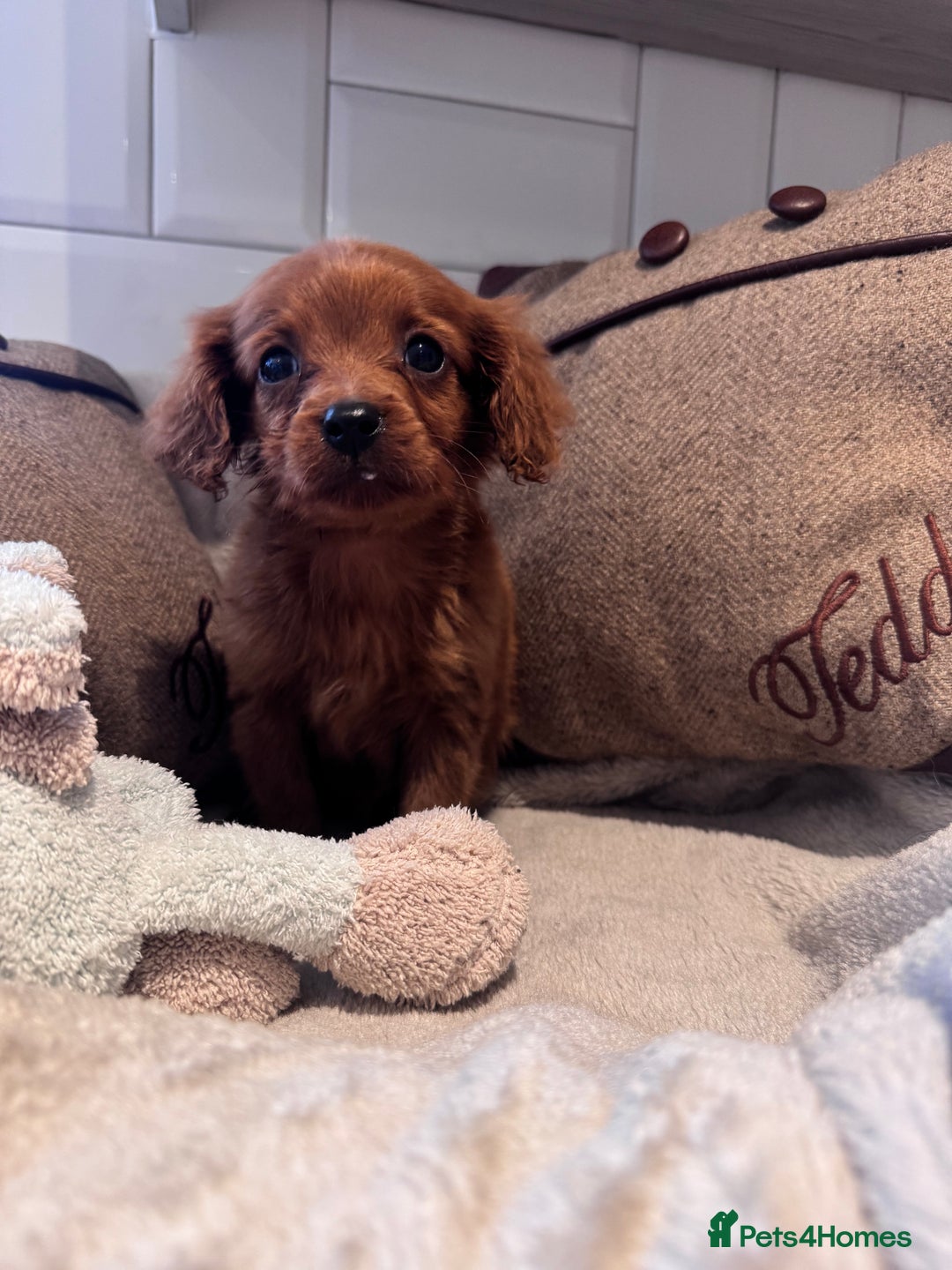 Cavapoo dogs for sale: STANLEY 🎀 - Image 2