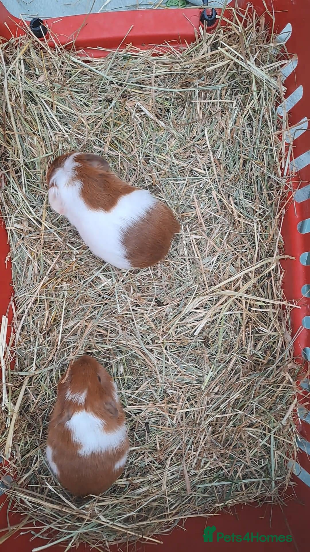 Guinea Pig rodents 🐹 2 Male baby Guinea pigs for sale 🐹  - Advert 10