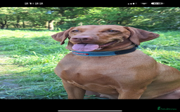 Hungarian Vizsla dogs for sale: Litter expected - Image 2
