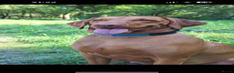 Hungarian Vizsla dogs for sale: Litter expected - Advert 2