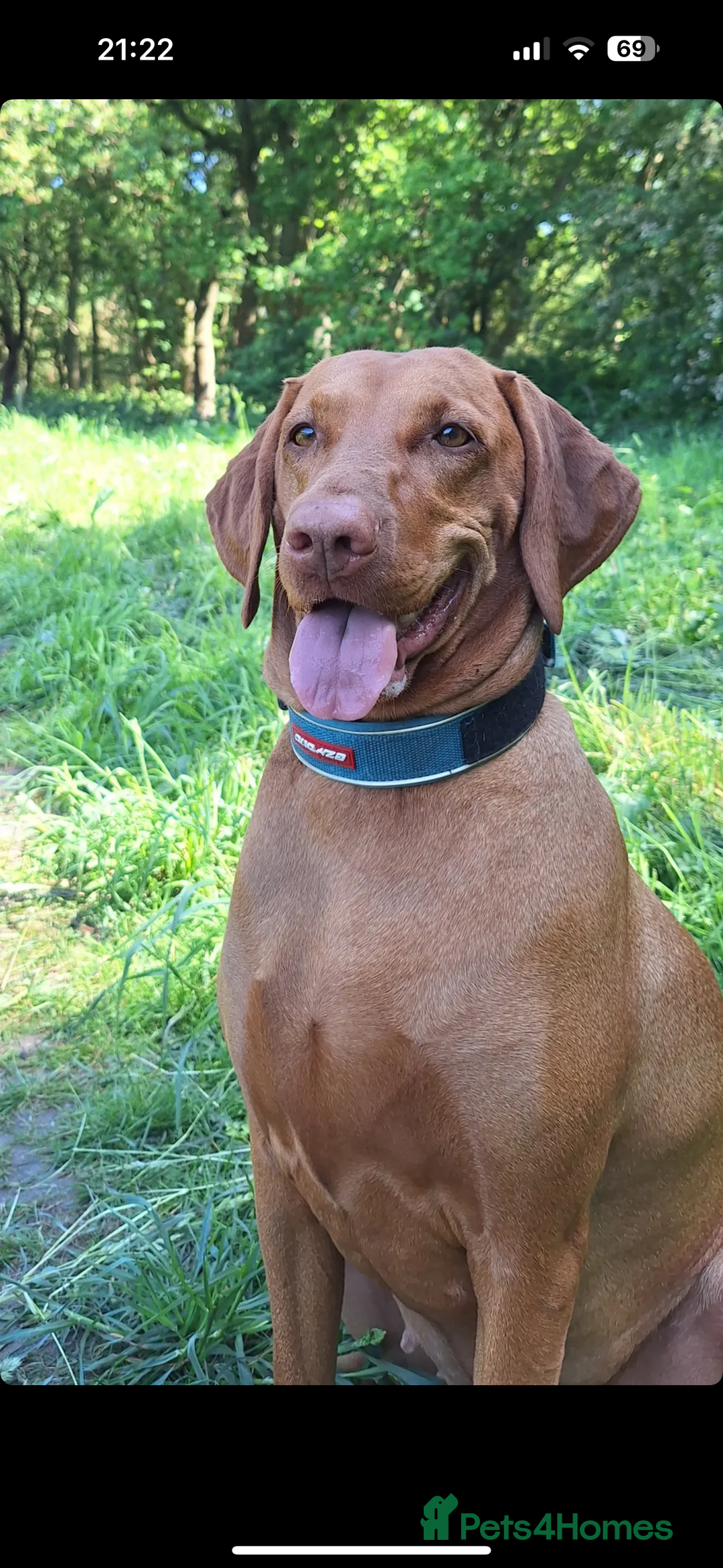 Hungarian Vizsla dogs for sale: Litter expected - Image 2
