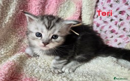 Maine Coon cats for sale: Beautiful playful Maine Coon kittens  - Image 9