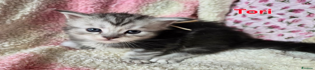 Maine Coon Kitten 6 Tori 