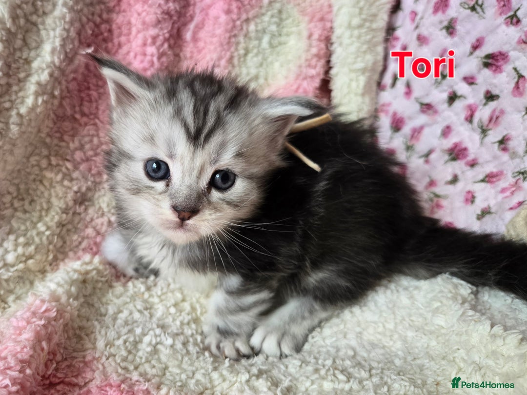 Maine Coon cats for sale: Beautiful playful Maine Coon kittens  - Image 9