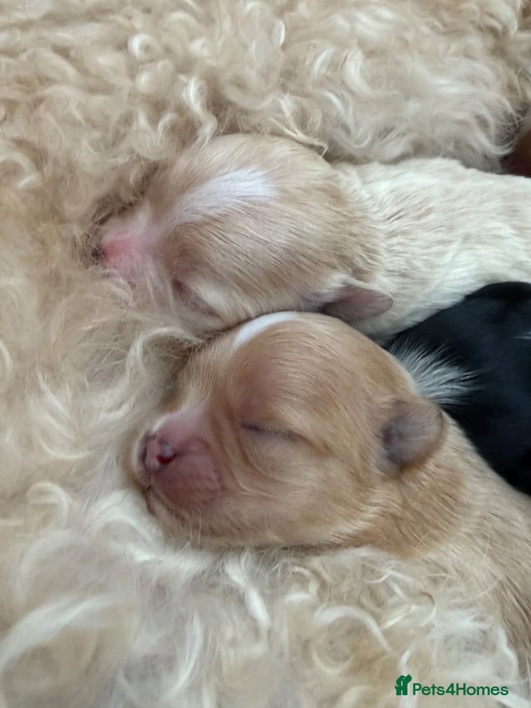 Mixed Breed dogs for sale: Male Puppy in Aberdeen - Advert 6