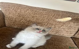 Ragdoll cats for sale: Pure longhair Ragdoll Kittens - Raised with Soul - Image 10