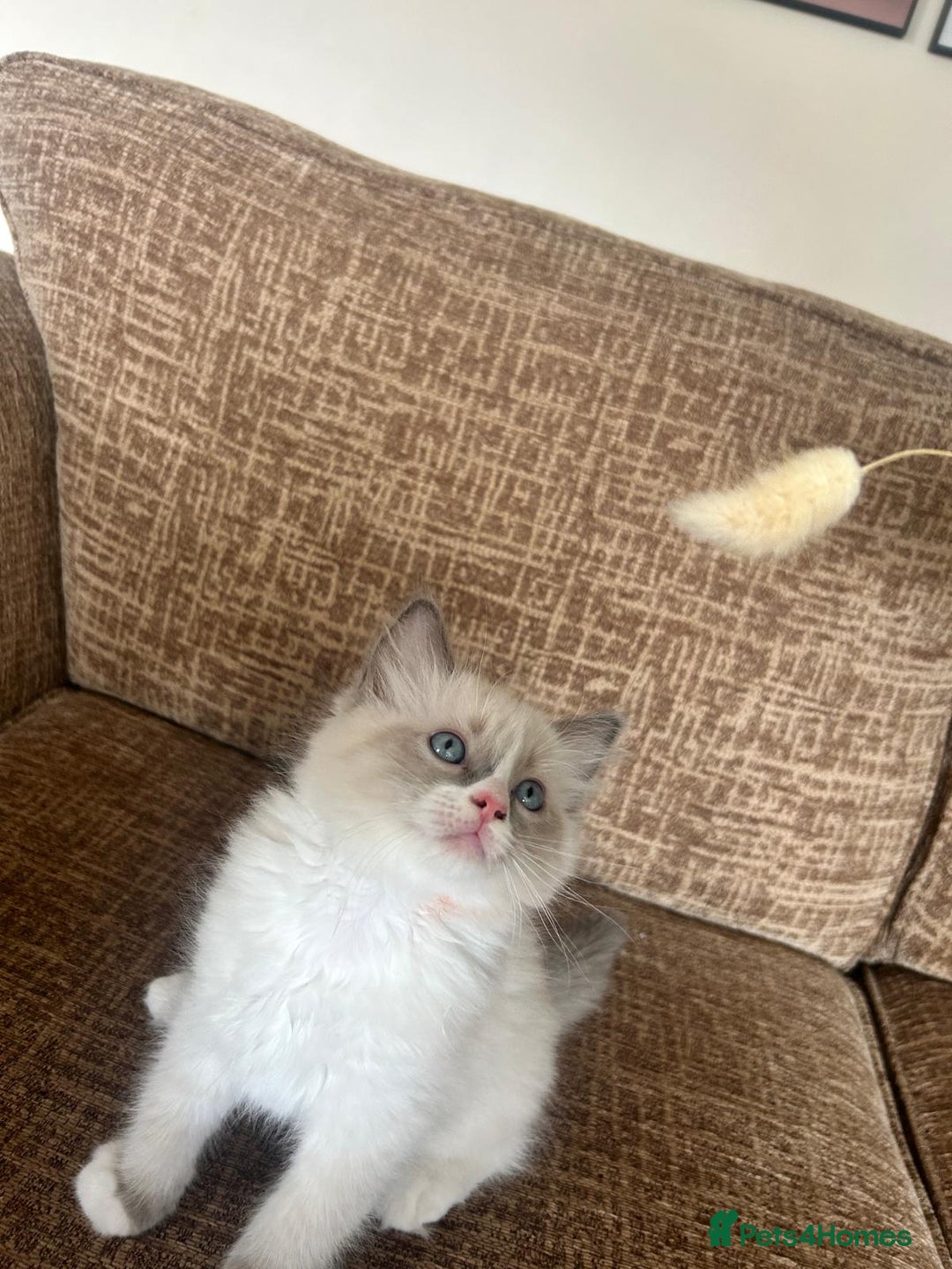 Ragdoll cats for sale: Pure longhair Ragdoll Kittens - Raised with Soul - Image 10