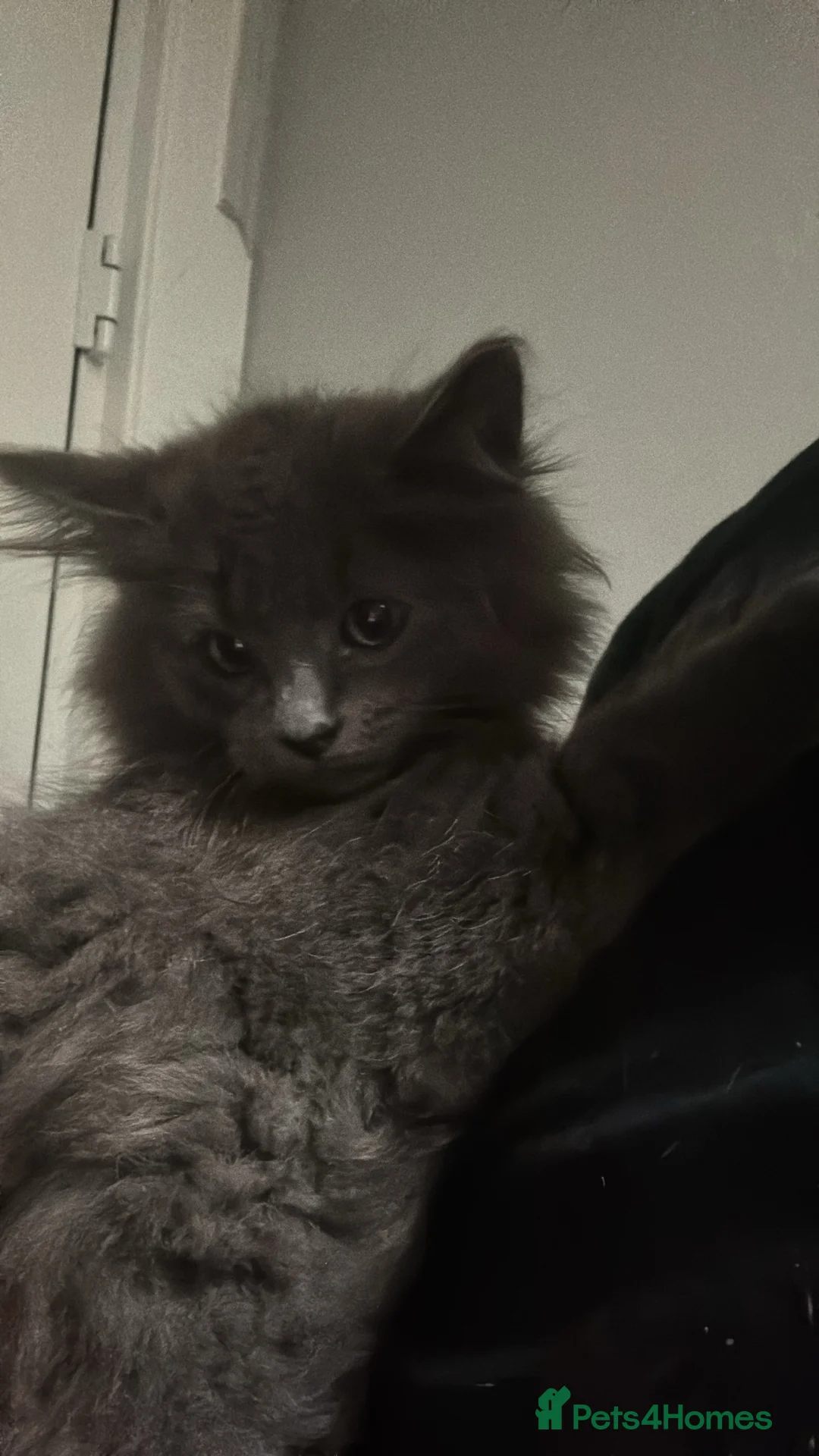 Mixed Breed cats for sale: Kittens Ready To Go! - Advert 2