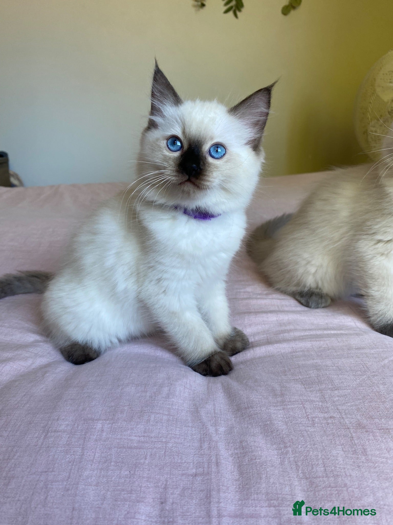 Ragdoll cats Ragdoll kittens - Advert 15