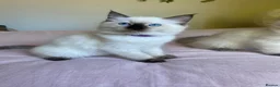 Ragdoll cats for sale: Ragdoll kittens - Advert 1
