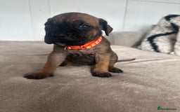 Cane Corso dogs for sale: Pure breed cane corso  - Image 9