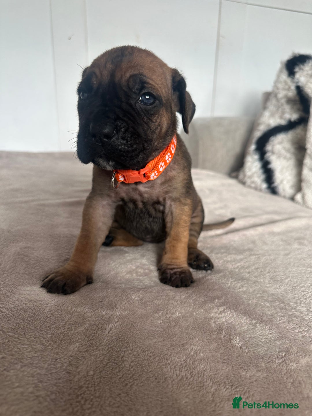 Cane Corso dogs for sale: Pure breed cane corso  - Image 9