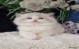 Ragdoll cats for sale: 🎀✨️Waiting list for lovely TICA🐱is open✨️🎀 in Slough - Image 3