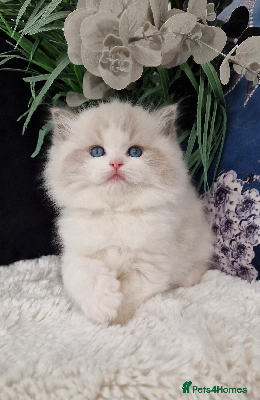Ragdoll cats for sale: 🎀✨️Waiting list for lovely TICA🐱is open✨️🎀 in Slough - Image 3