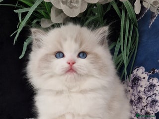 Ragdoll cats - Advert 4