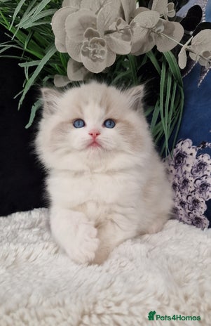 Ragdoll cats - Advert 12