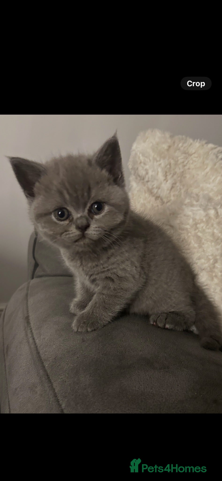 Mixed Breed cats Beautiful British shorthair/persian kittens - Advert 16