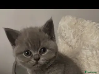 Mixed Breed cats Beautiful British shorthair/persian kittens - Advert 15