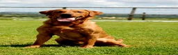 Labrador Retriever dogs for stud: Fully Health Tested Red Fox Lab Stud - Advert 8