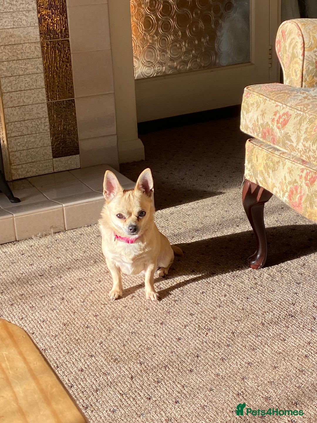 Chihuahua dogs for sale: Chihuahua - Advert 5