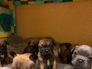French Bulldog dogs French bulldog puppies - Advert 3