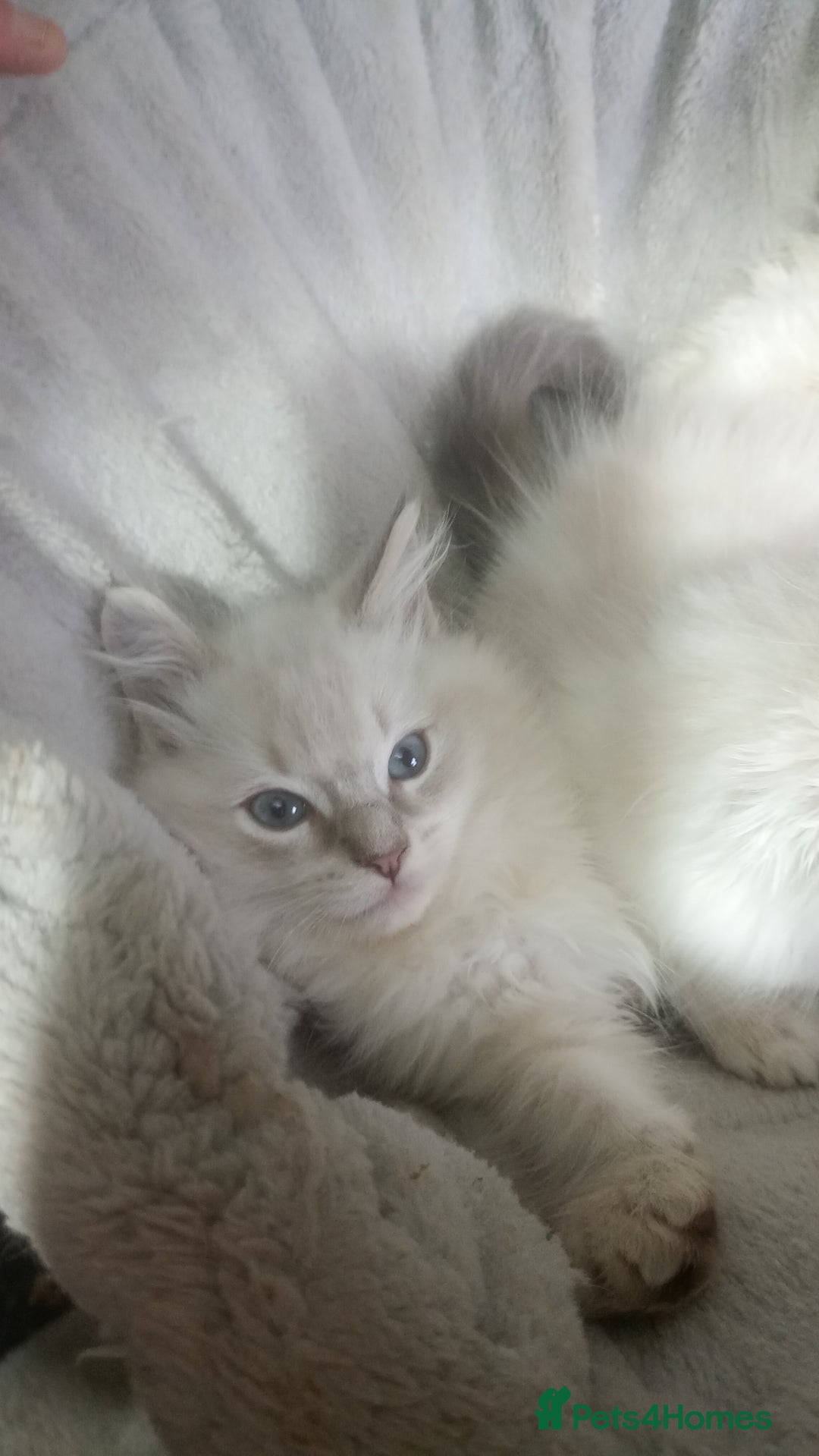 Ragdoll cats for sale: Beautiful full ragdoll kittens £695 - Advert 25