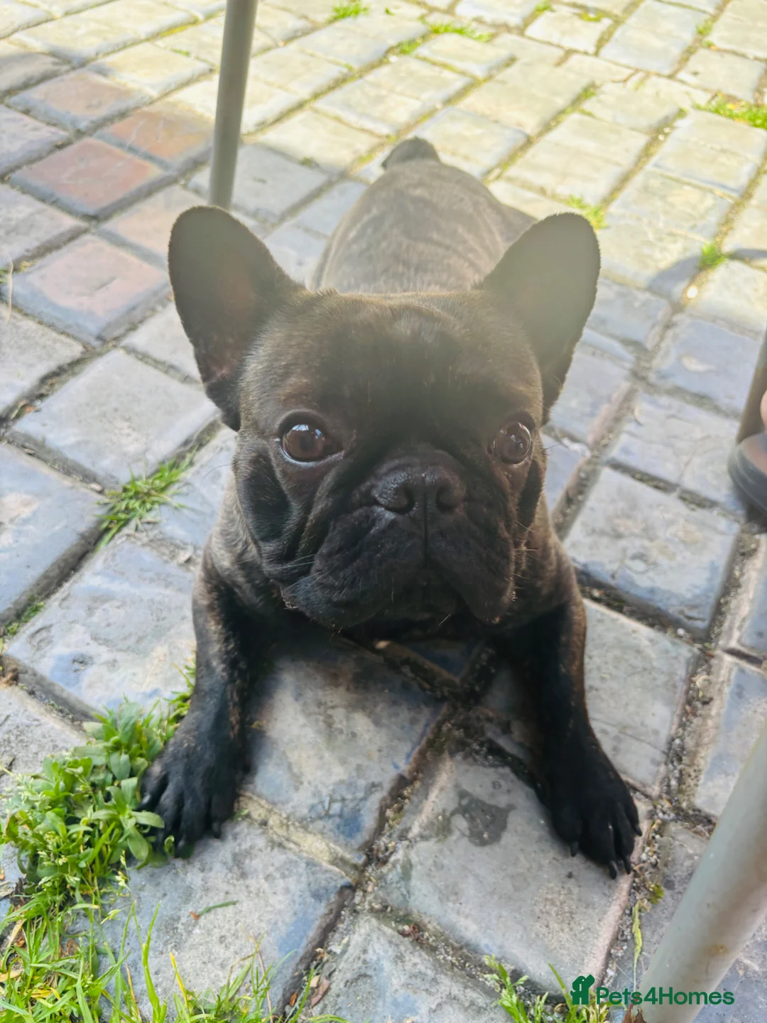 French Bulldog dogs for sale: Sell French bulldog in Middlesbrough - Advert 2