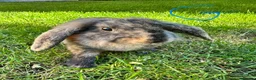 Mini Lop rabbits for sale: Mini Lop Rabbits For Sale  - Advert 5