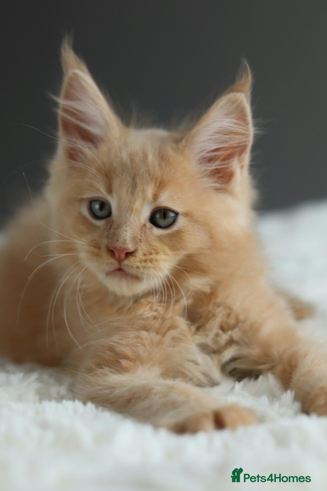 Maine Coon cats Pedigree Maine Coon Kittens/ TICA - Advert 1