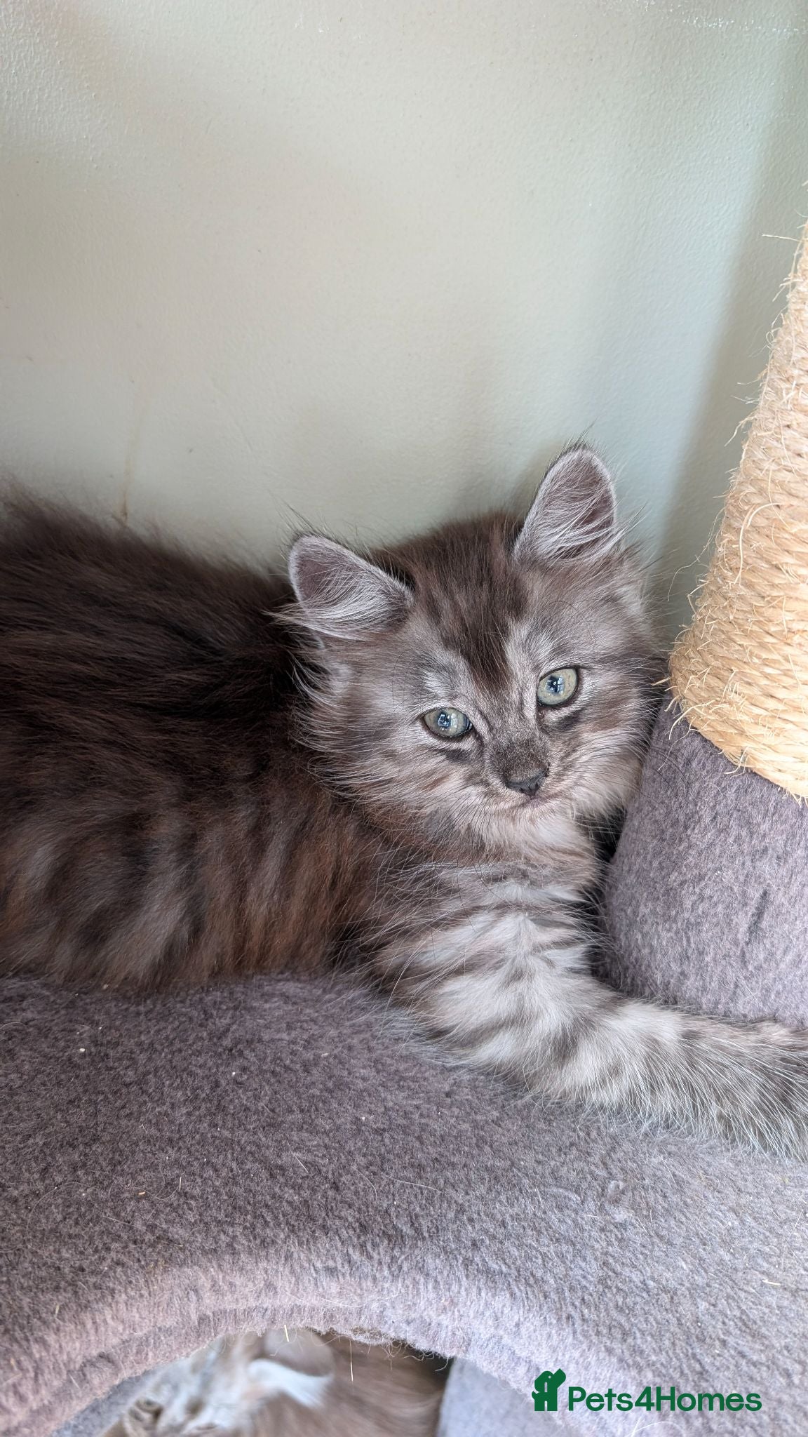 Mixed Breed cats 4 Incredible beautiful kittens! - Advert 2
