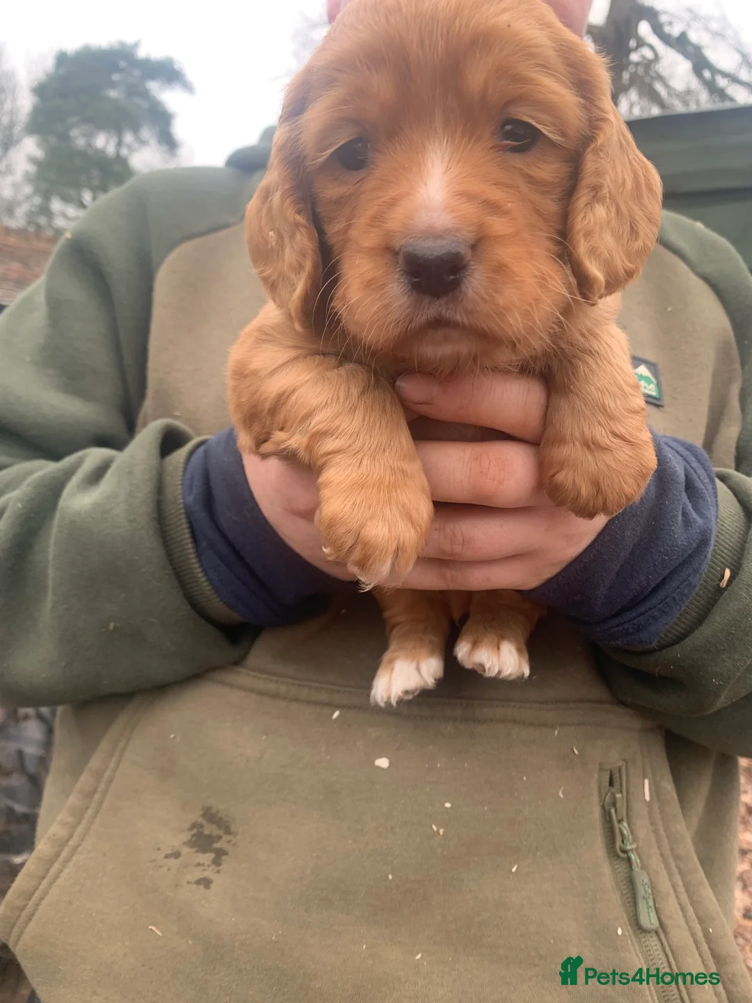 Cocker Spaniel dogs for sale: Two beautiful red working cocker spaniels - Advert 9