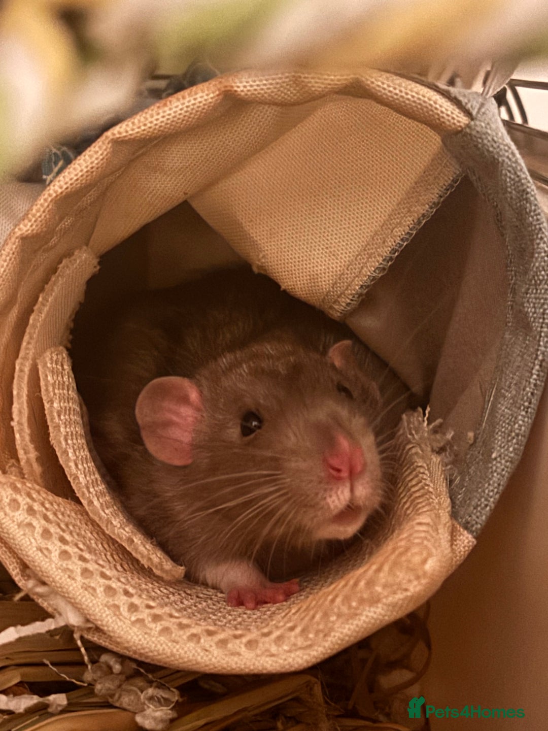 Rat rodents for sale: 2 Rats with setup - Advert 4