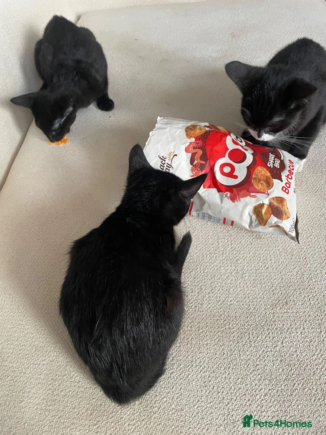 Mixed Breed cats for sale: 5 lovely kittens looking for a home  - Advert 9