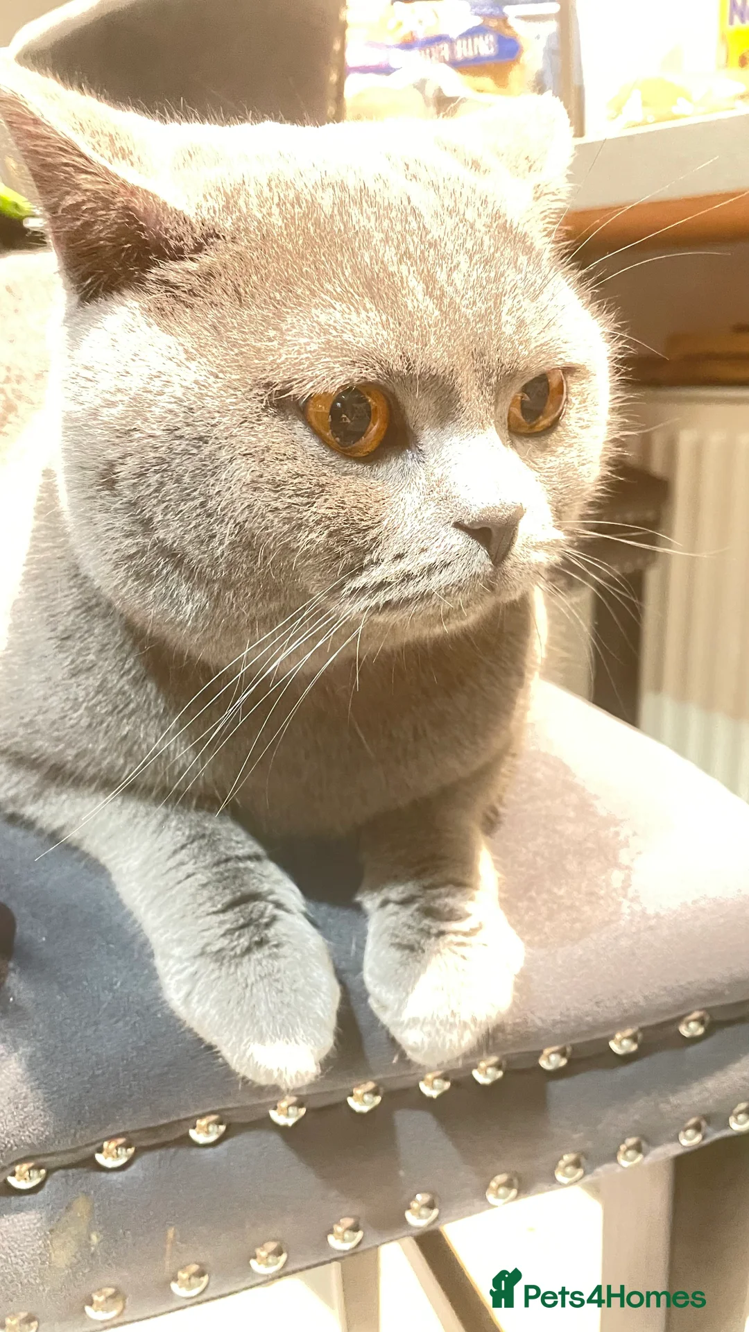 British Shorthair cats for sale: Stunning boy British Shorthair GCCF blue  - Advert 7