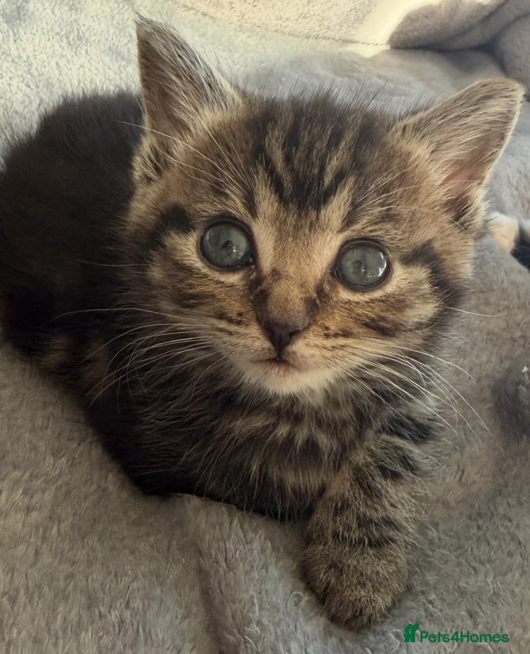 Mixed Breed cats for sale: Kittens for sale  - Advert 2