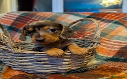 Dachshund dogs for sale: 4 gorgeous puppies for sale - Image 34