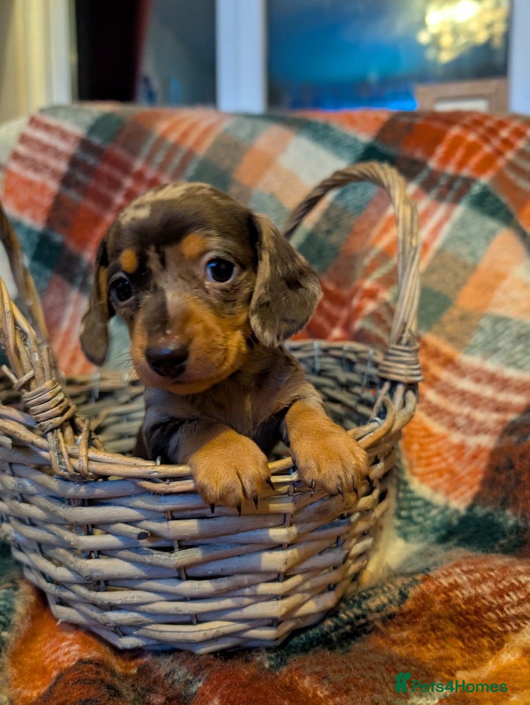Dachshund dogs for sale: 4 gorgeous puppies for sale - Image 34